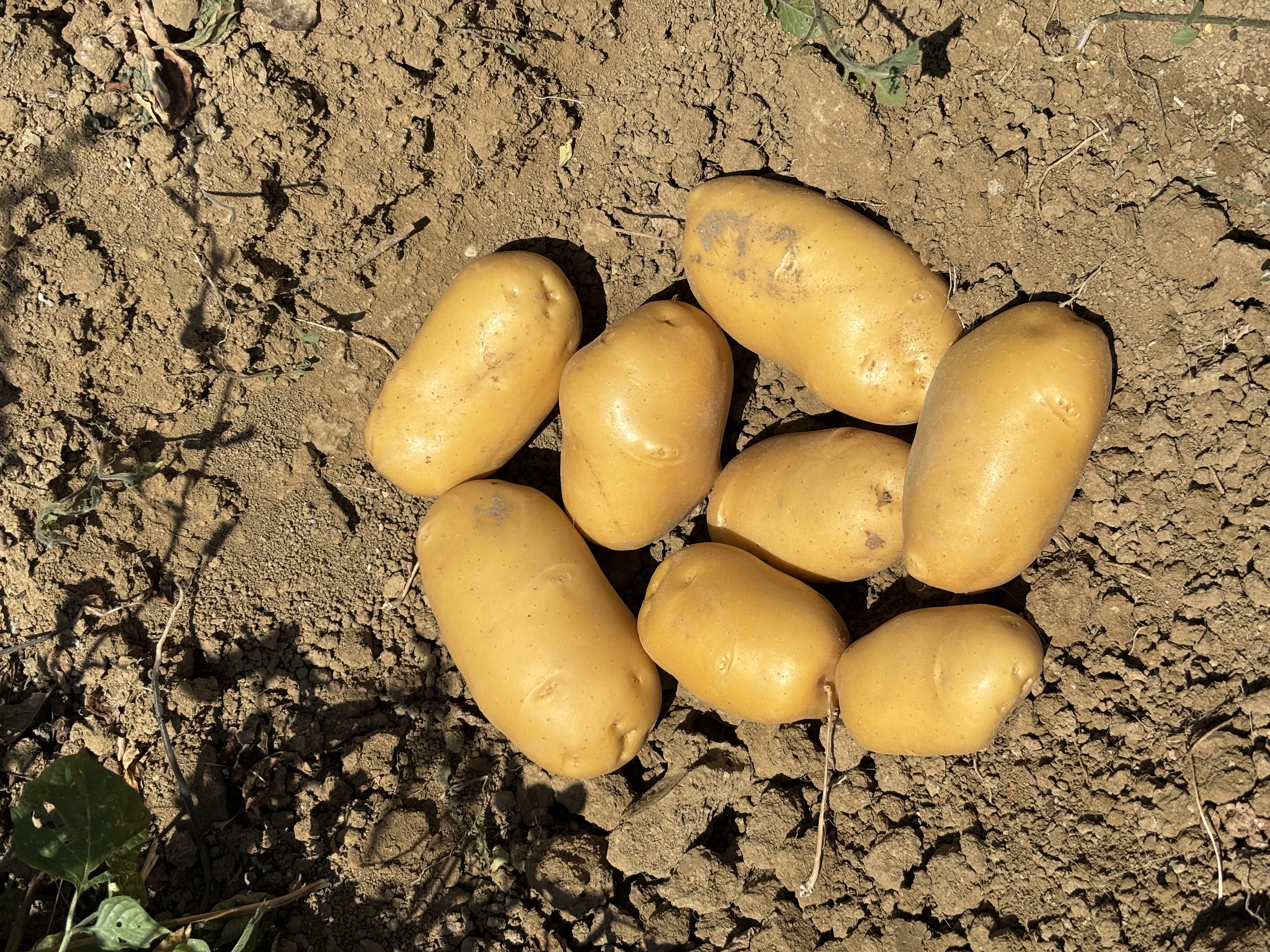 Patates - Kayalar Çilek Bahçesi